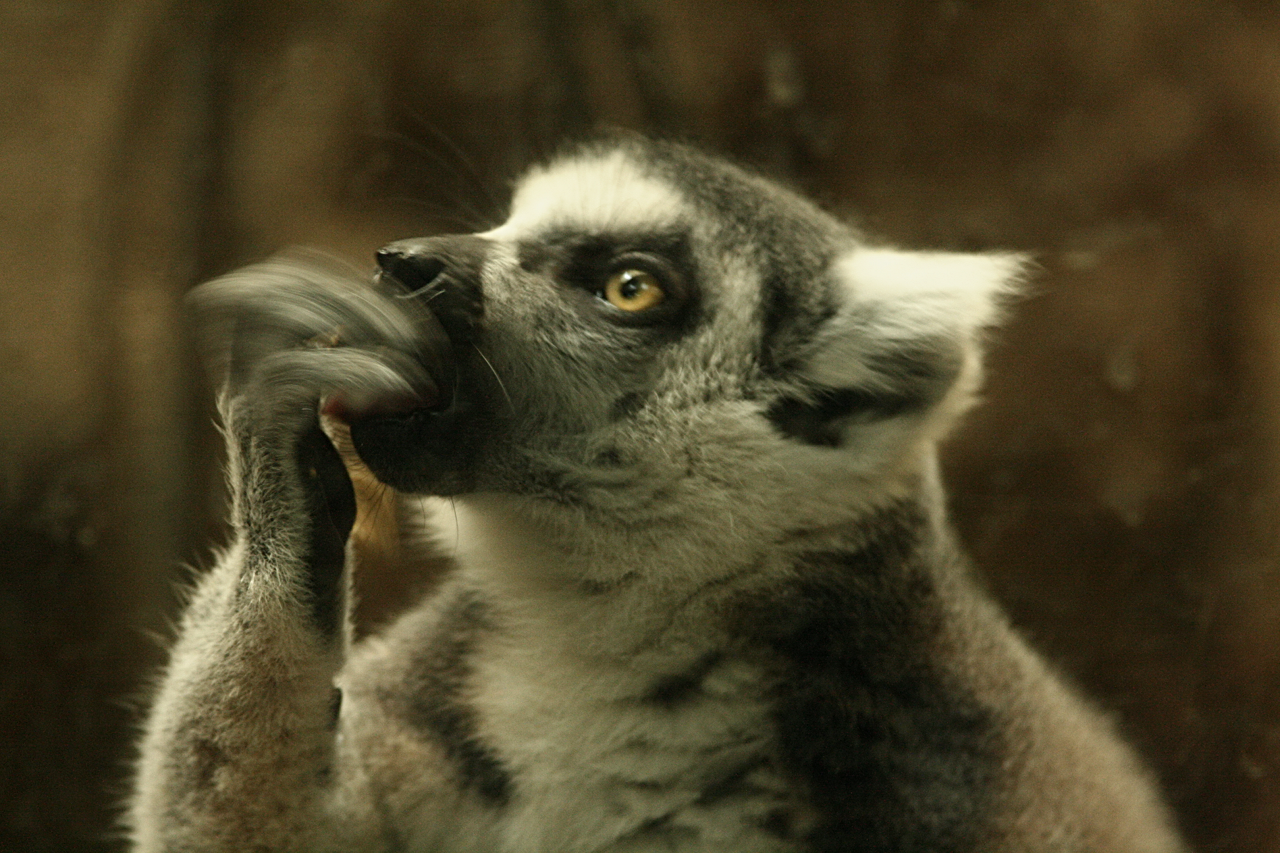 Ychan - f - lemurs - 101053