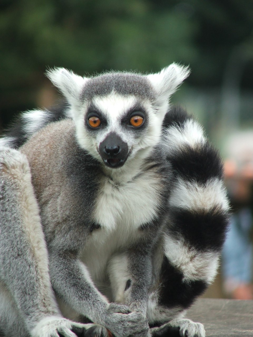 Ychan - f - lemurs - 101058