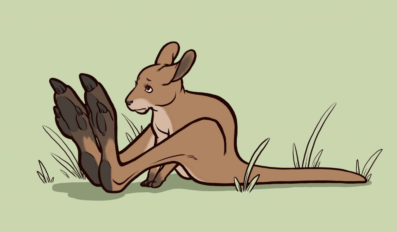 Ychan - f - kangaroos - 101871