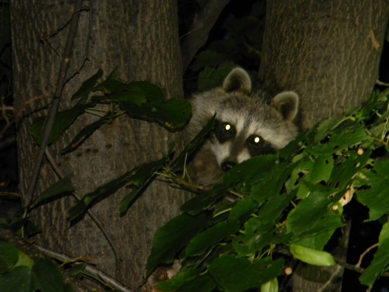 Ychan - f - raccoons - 104753