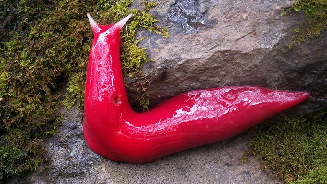 Ychan - r - canine - here is the full slug