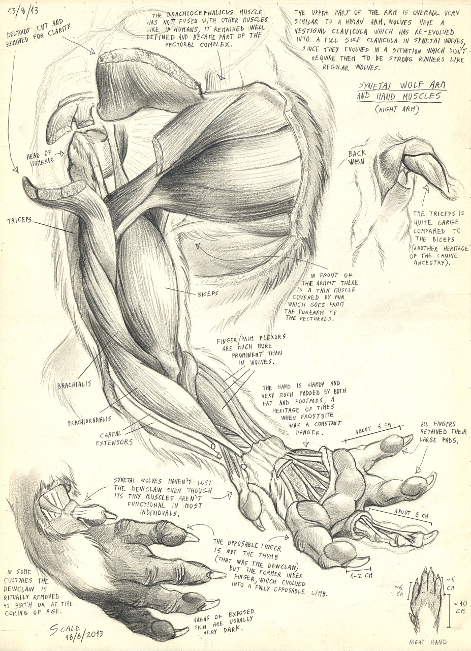 Ychan - r - anthro tutorials - 125248
