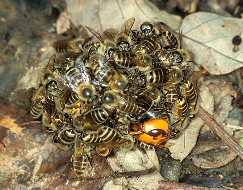 Ychan - r - insects are here for the first time - 125516