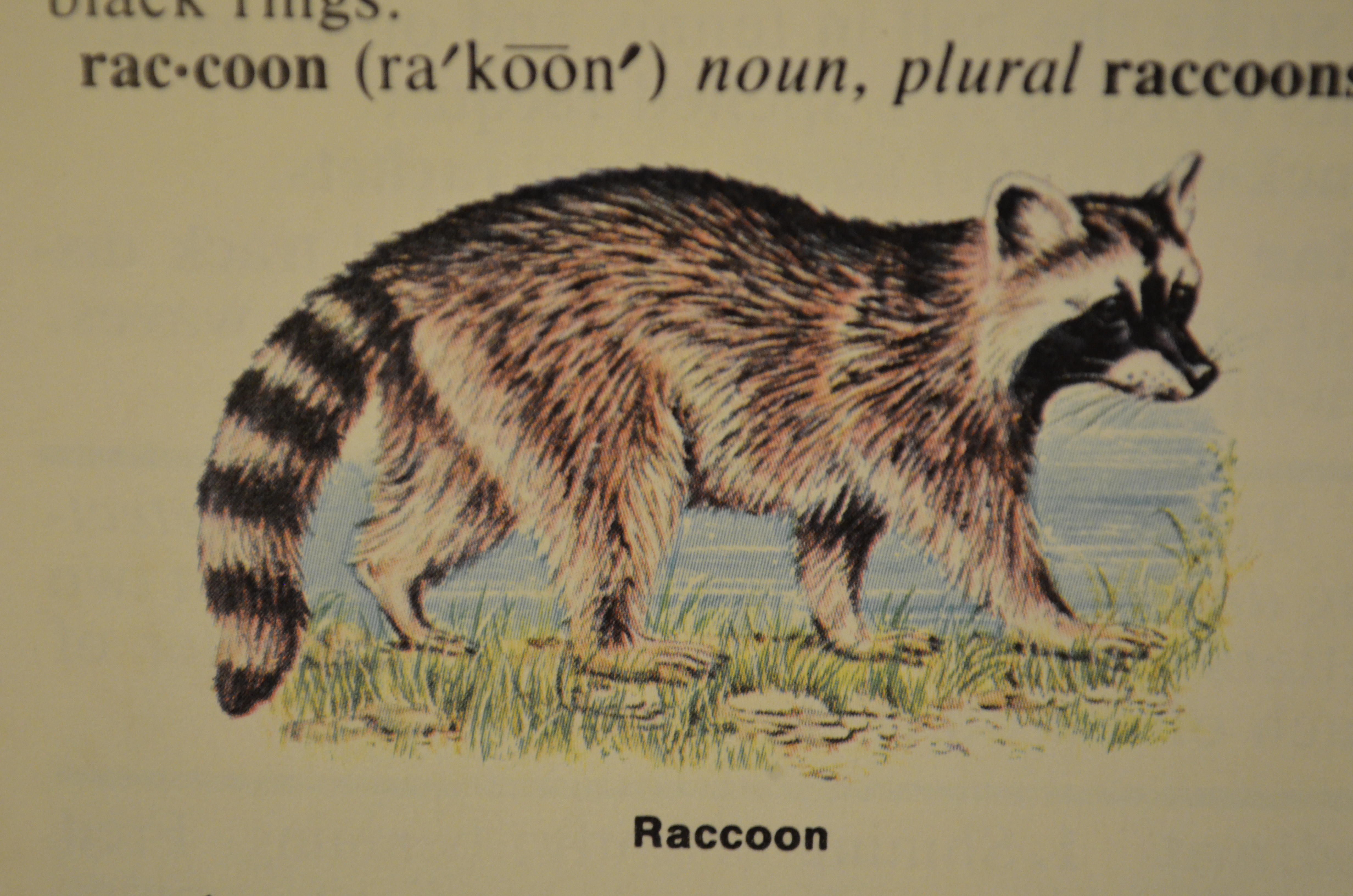 Ychan - f - raccoons - 126418