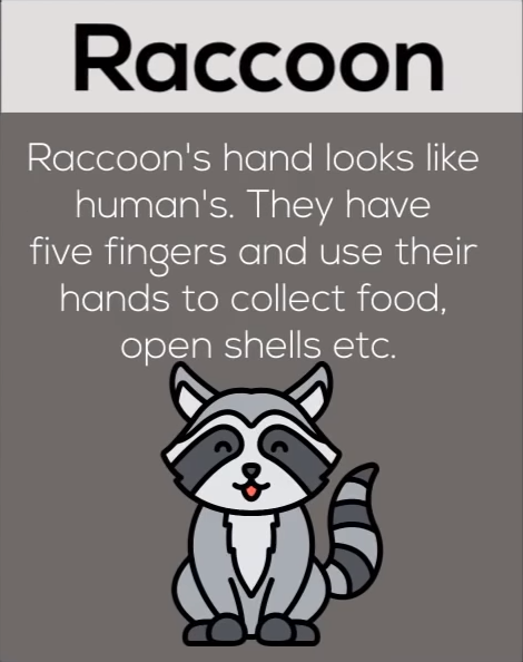 Ychan - f - raccoons - 141548