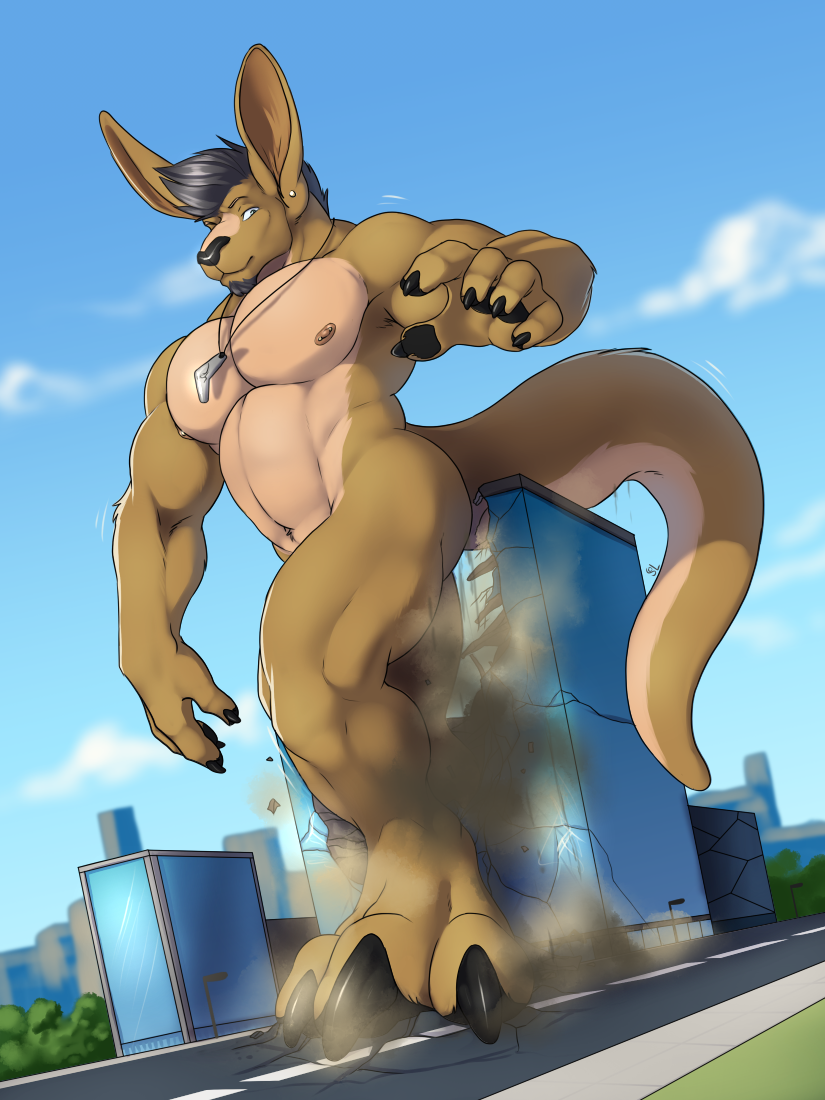Ychan - m - male kangaroos - 142184
