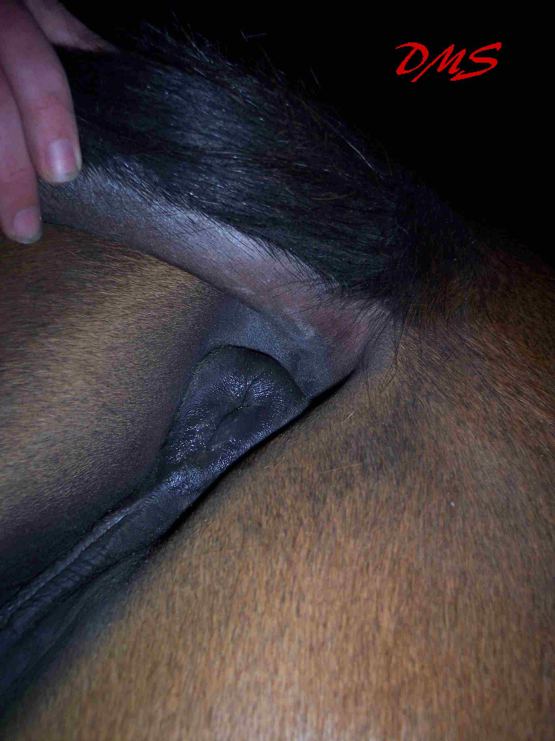 Ychan - f - horses - 148237