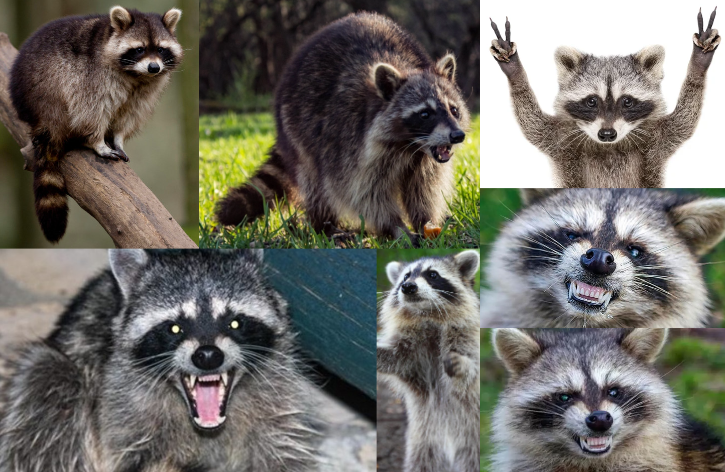 Ychan - f - raccoons - 150349