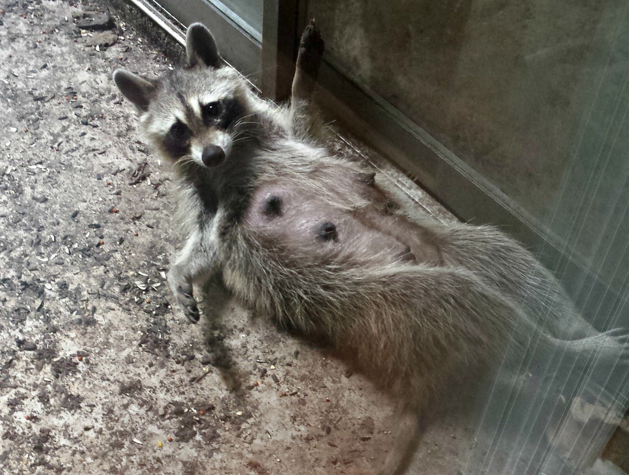 Ychan - f - raccoons - 150352