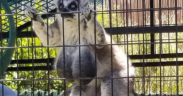 Ychan - f - lemurs - 151761