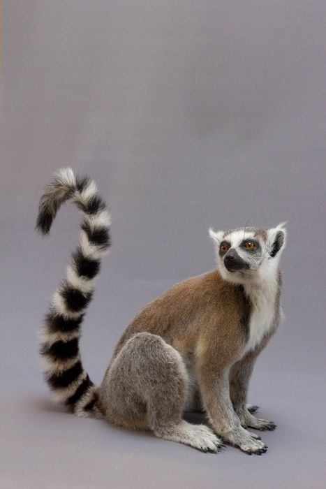 Ychan - f - lemurs - 151764
