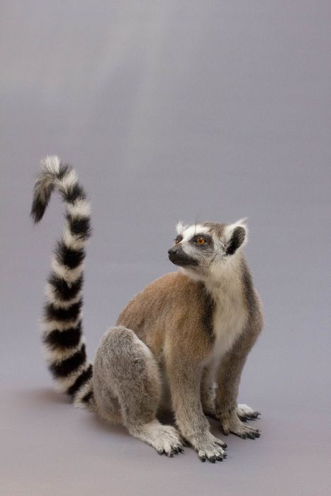Ychan - f - lemurs - 151765