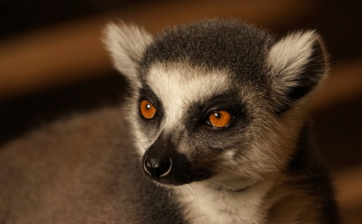 Ychan - f - lemurs - 151770