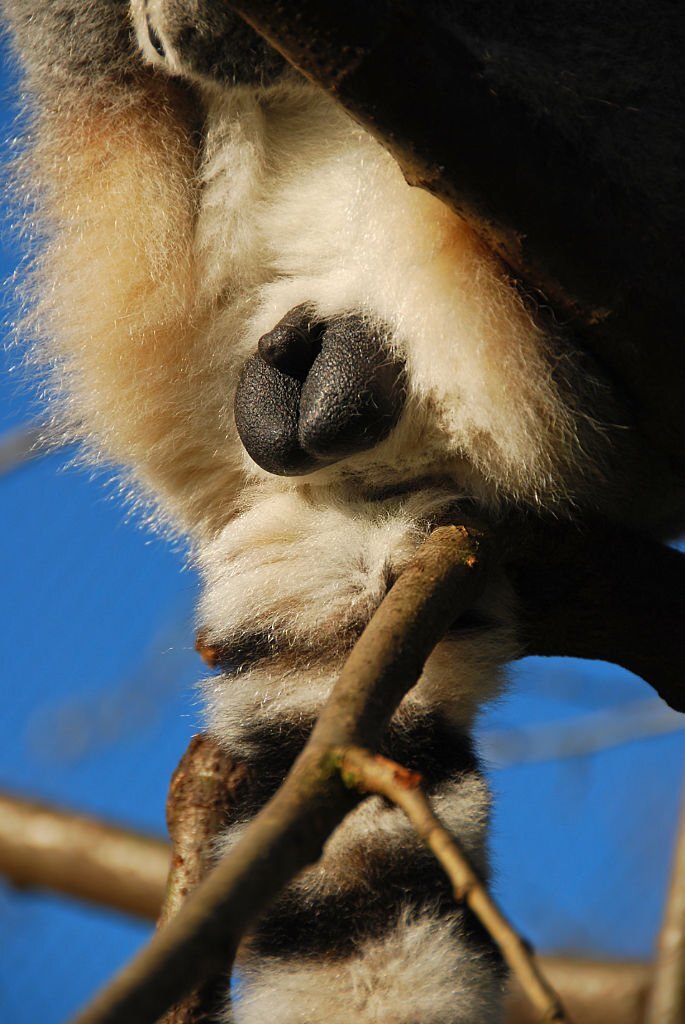 Ychan - f - lemurs - 153279