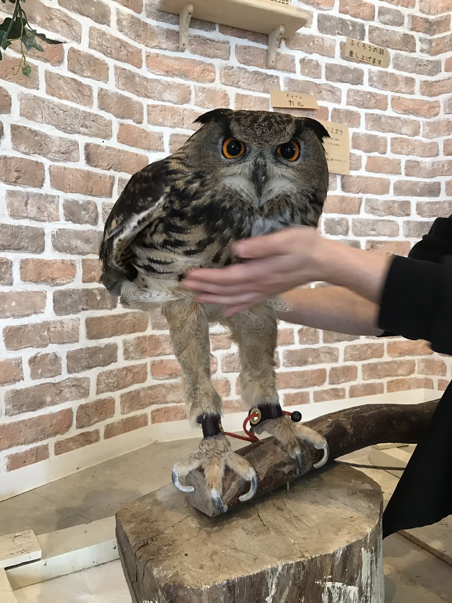 Ychan - ot - real animals - 166683