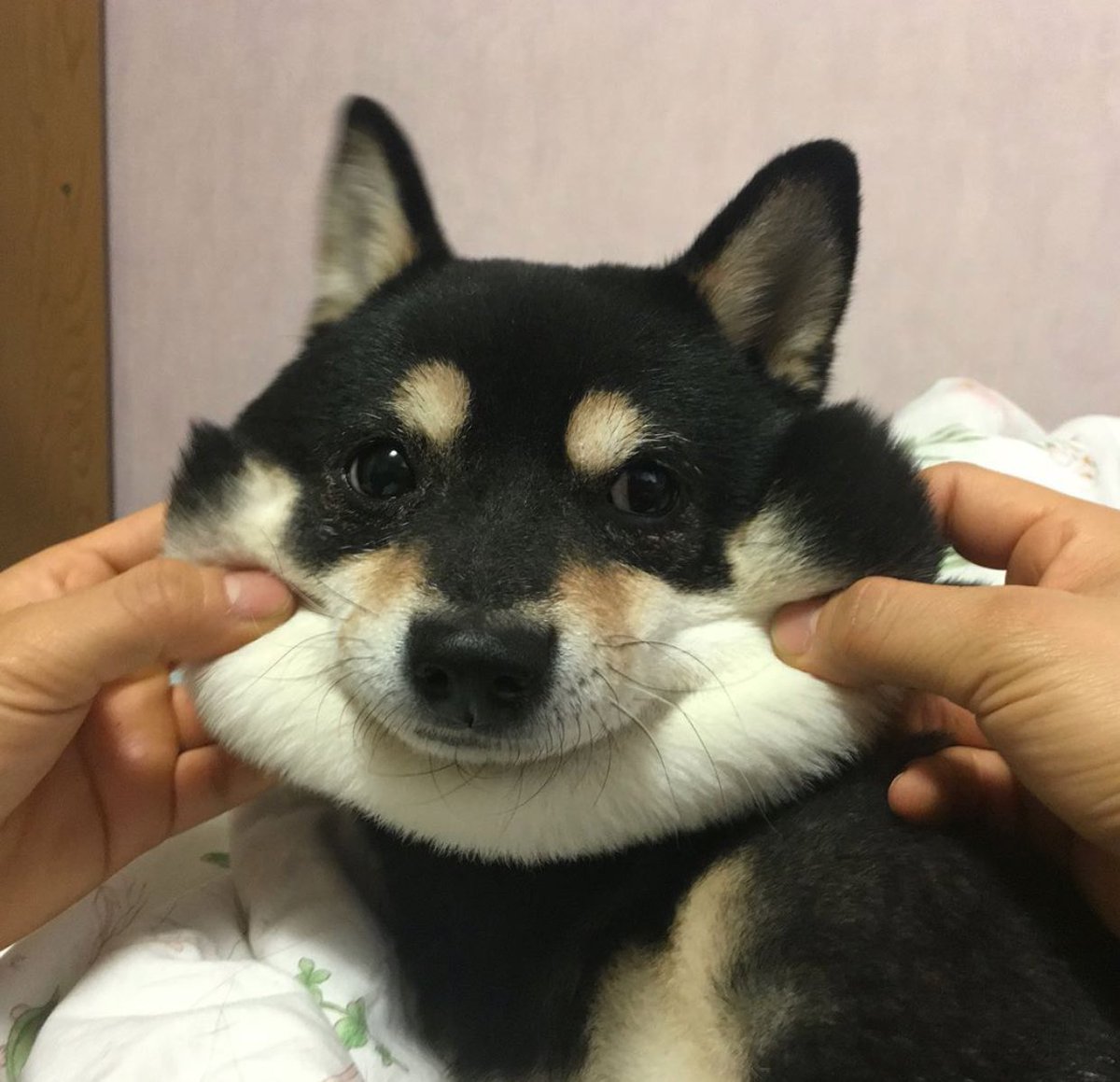 Ychan - ot - real animals - 166685