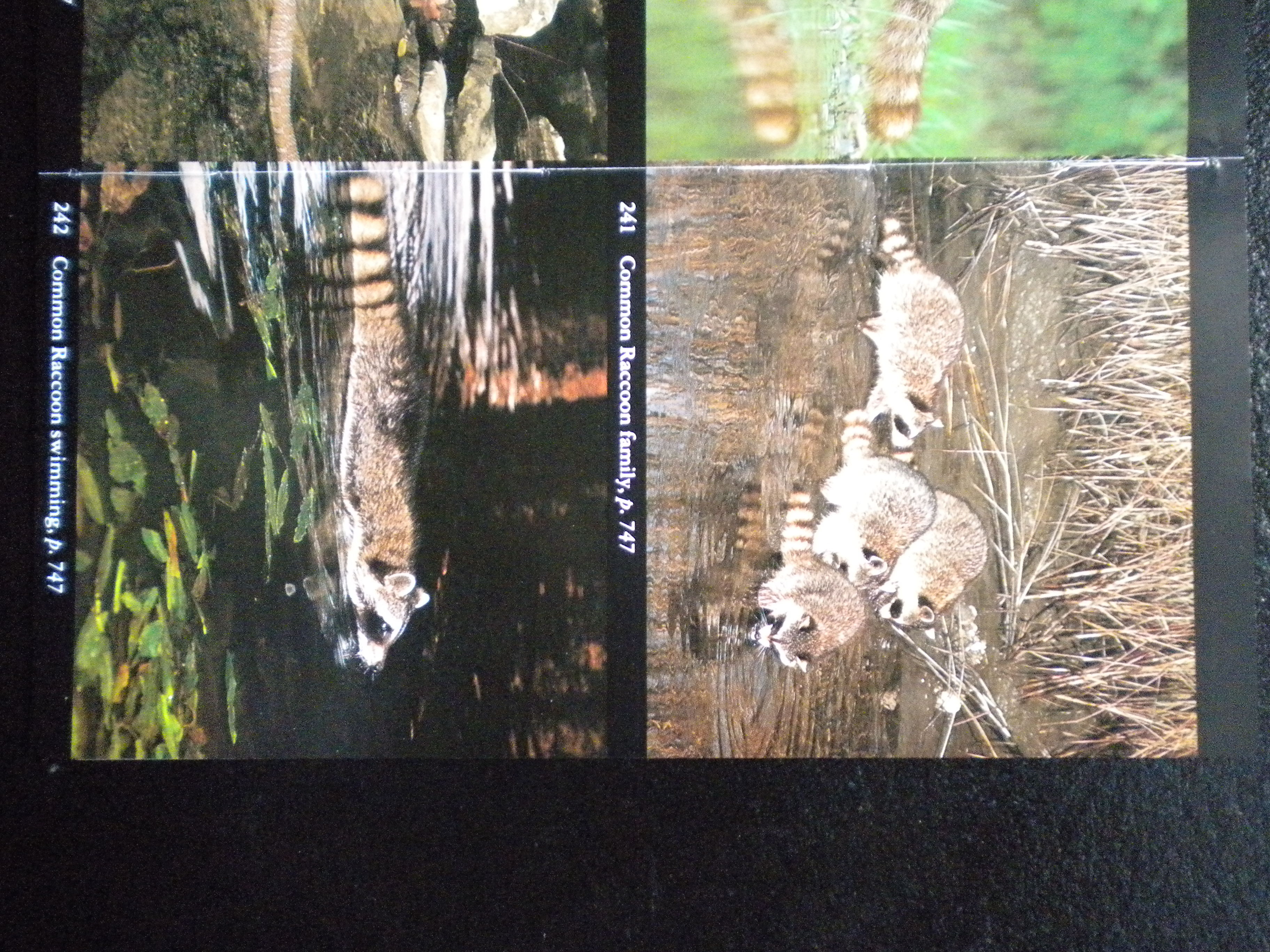 Ychan - ot - real animals - 166700
