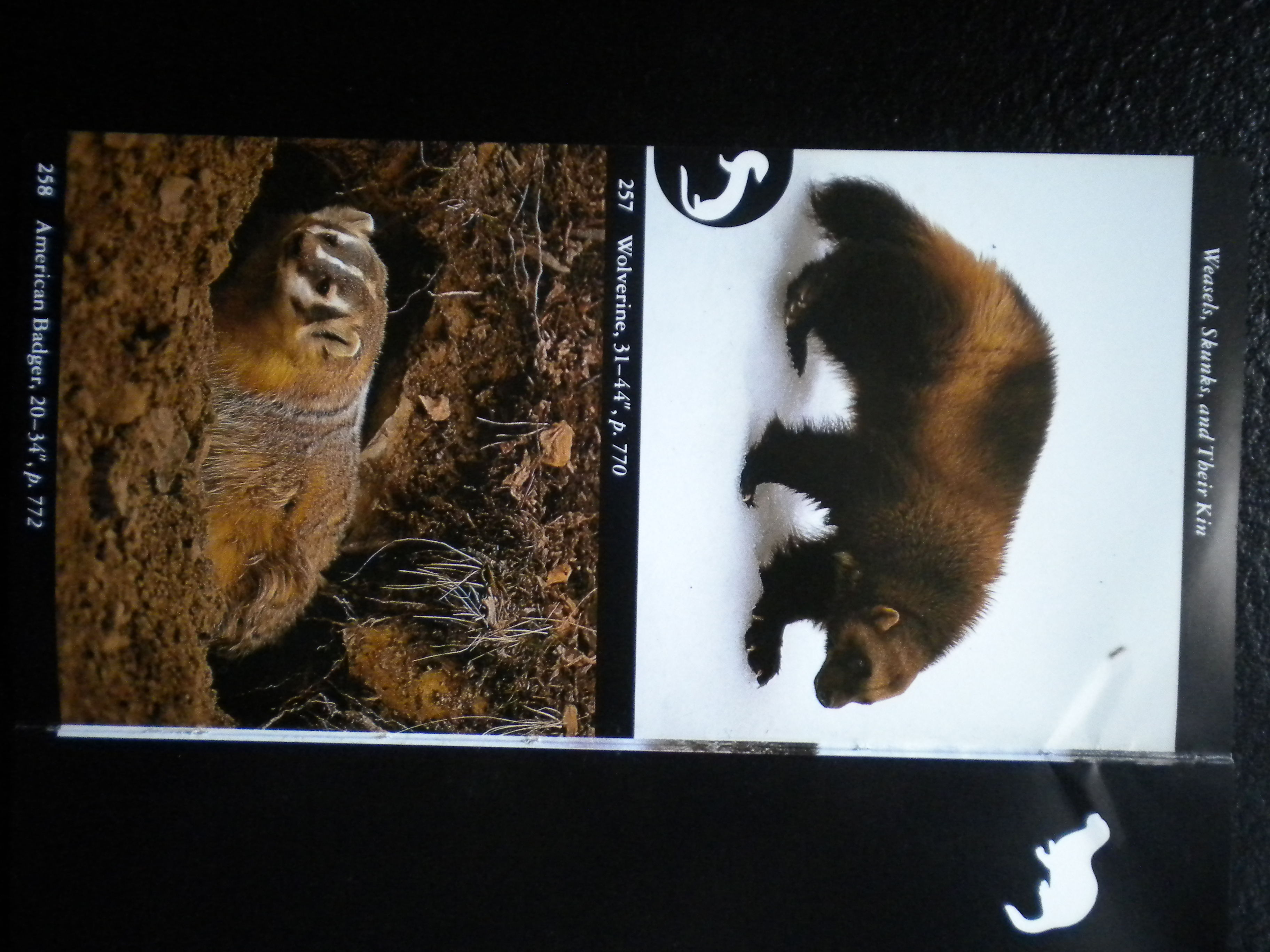 Ychan - ot - real animals - 166710