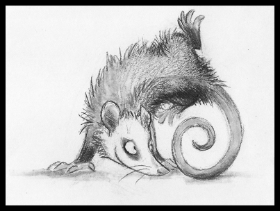 Ychan - f - opossum - 172926
