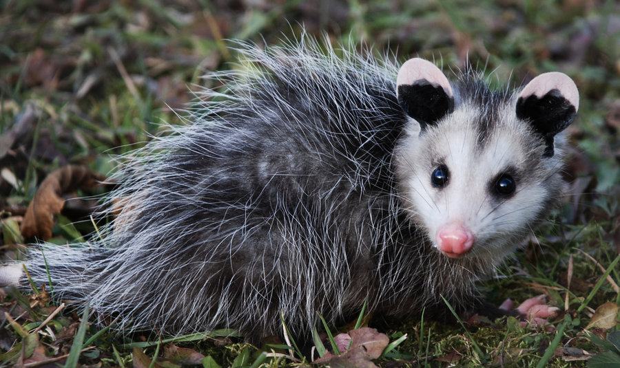 Ychan - f - opossum - 172939