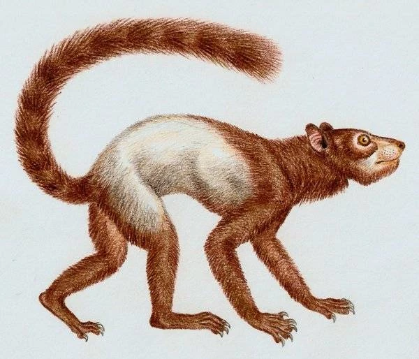 Ychan - f - lemurs - 188314