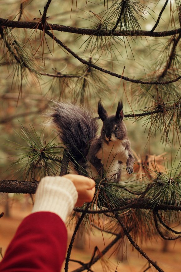 Ychan - c - squirrel - 195700