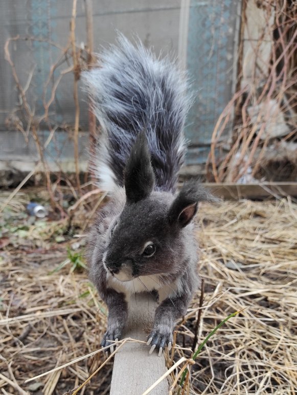Ychan - c - squirrel - 195702