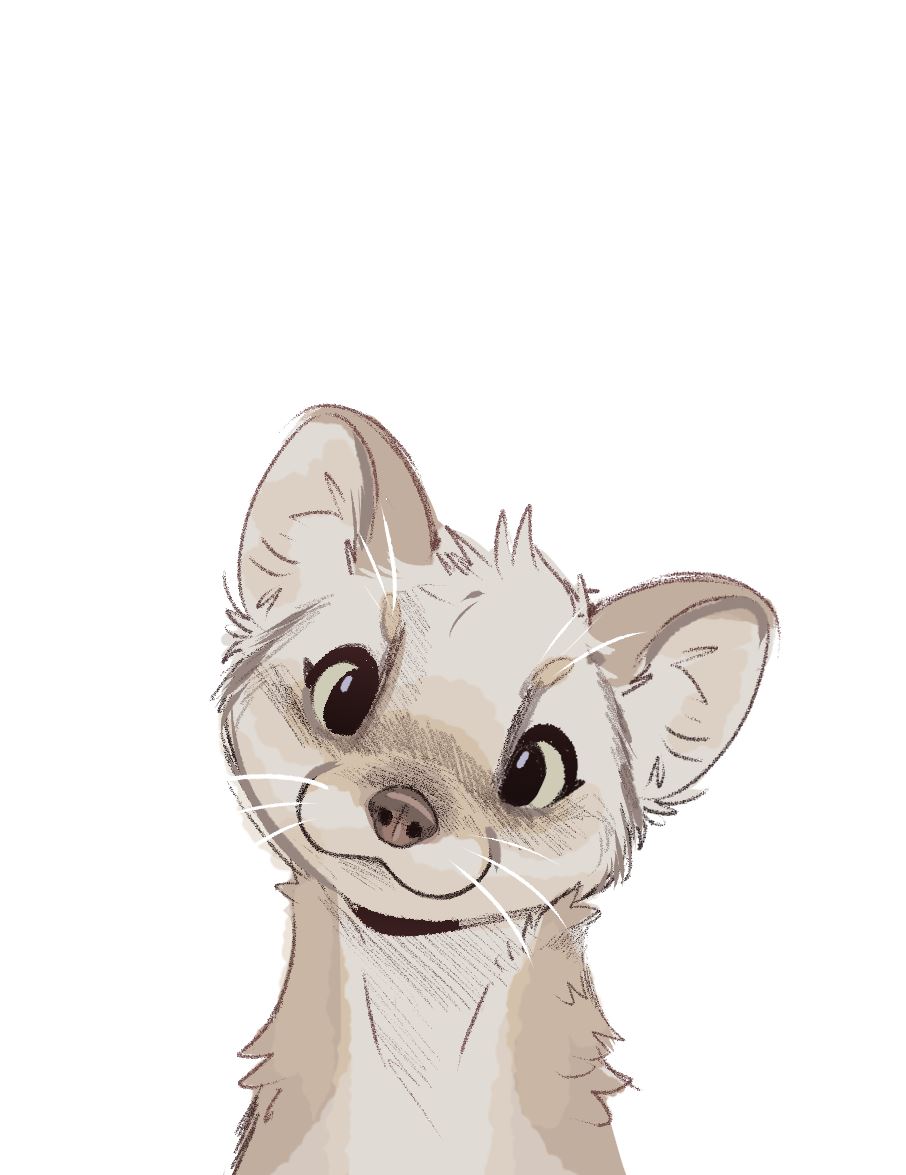 Ychan - m - ferrets-weasels males   i need - 199290