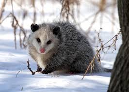 Ychan - f - opossum - 199656