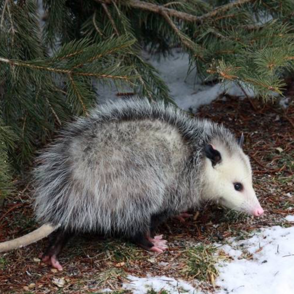 Ychan - f - opossum - 199657