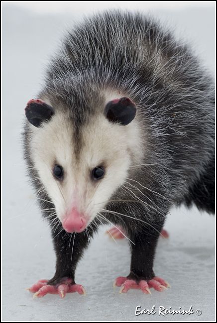 Ychan - f - opossum - 199658