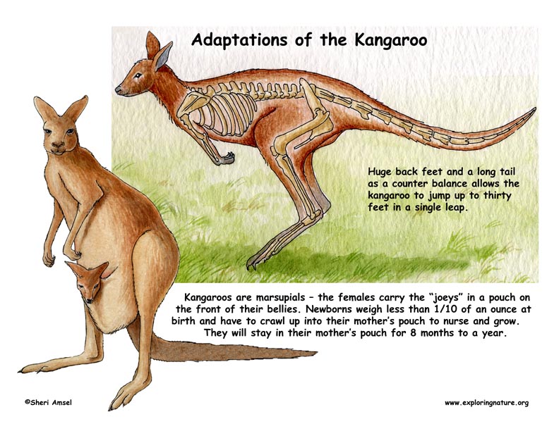 Ychan - f - kangaroos - 199719