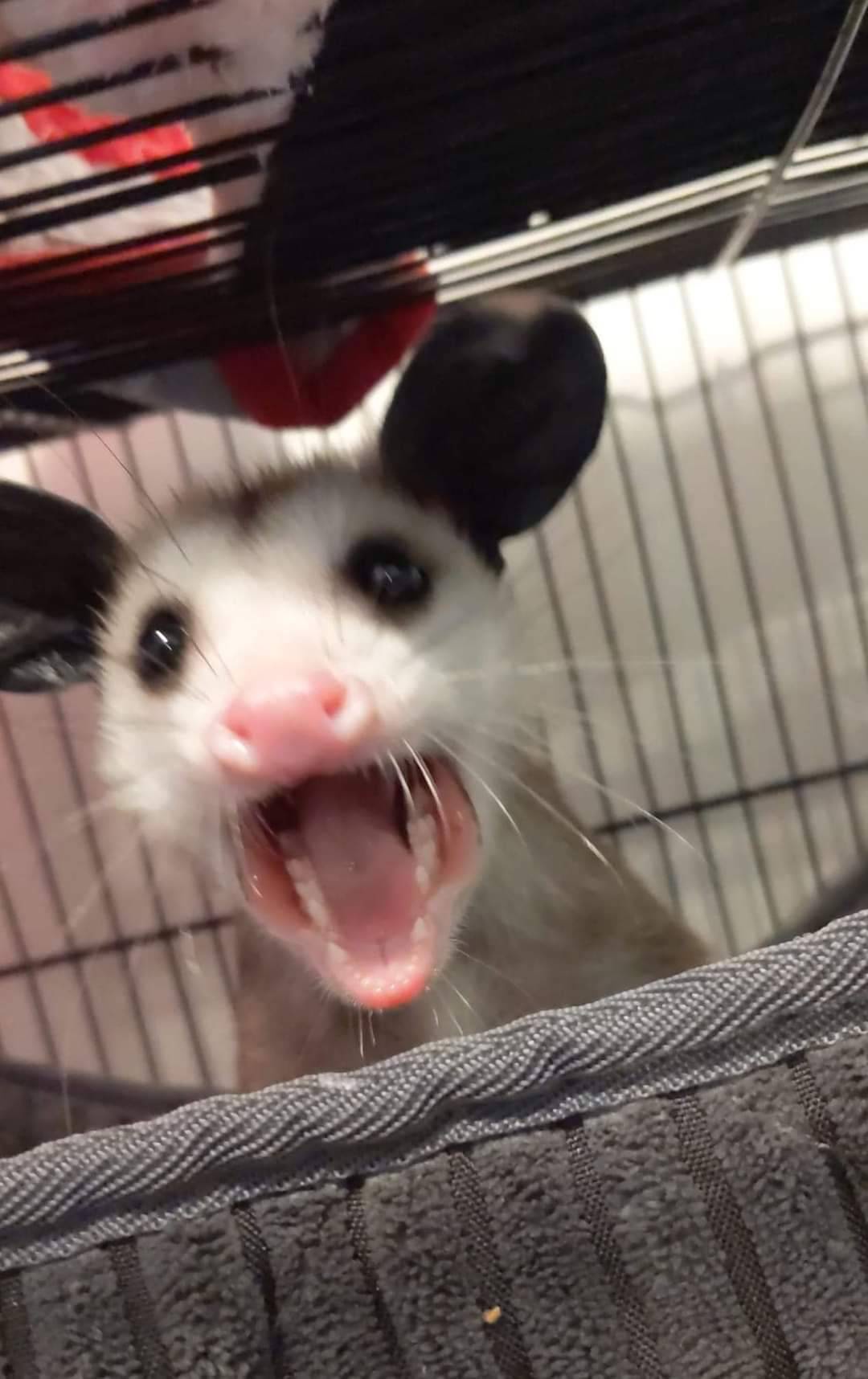 Ychan - f - opossum - 200017
