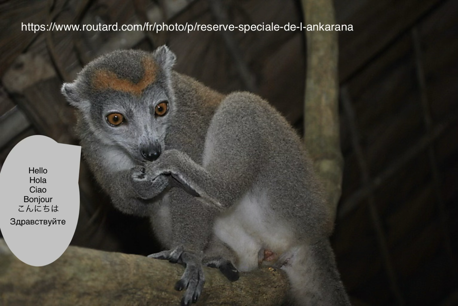 Ychan - f - lemurs - 200475