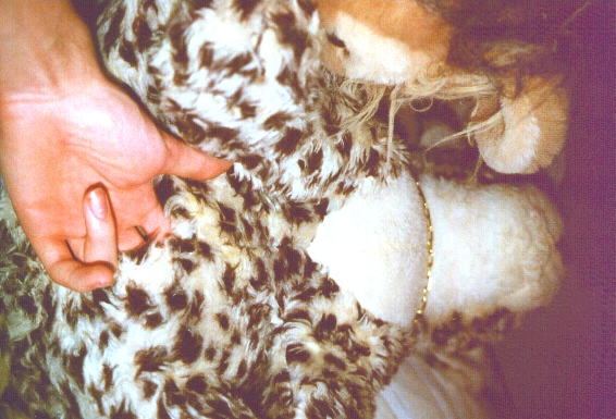 Ychan - rl - feline plushies - 22549