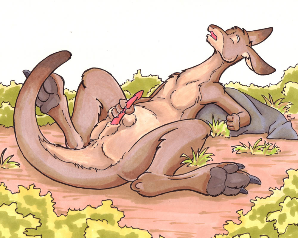 Ychan - m - male kangaroos - male kangaroos