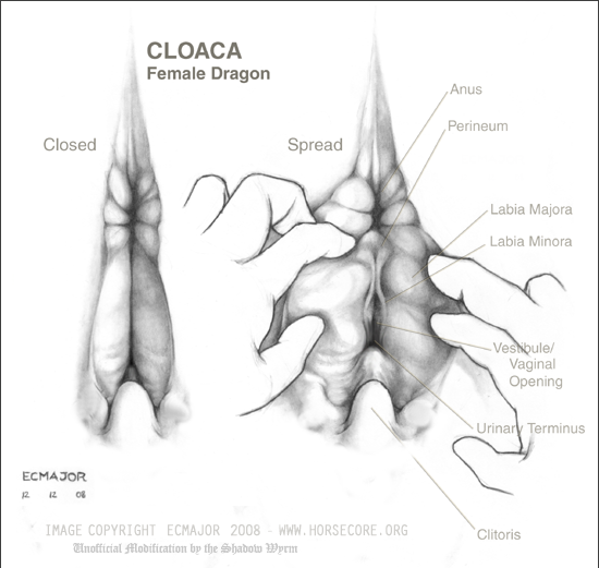 Ychan - r - vagina scales - 46993