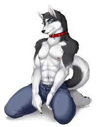 Ychan - m - male huskeys - male huskeys
