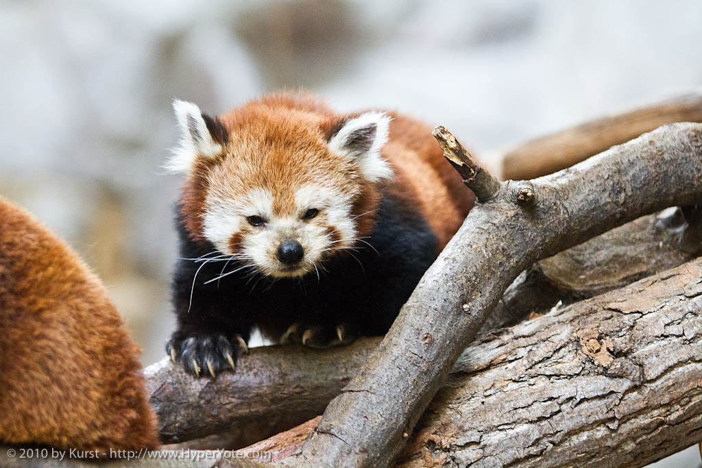 Ychan - f - red pandas - 97834