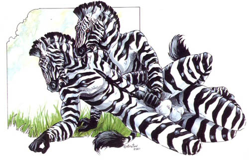 Ychan - g - zebras - zebras